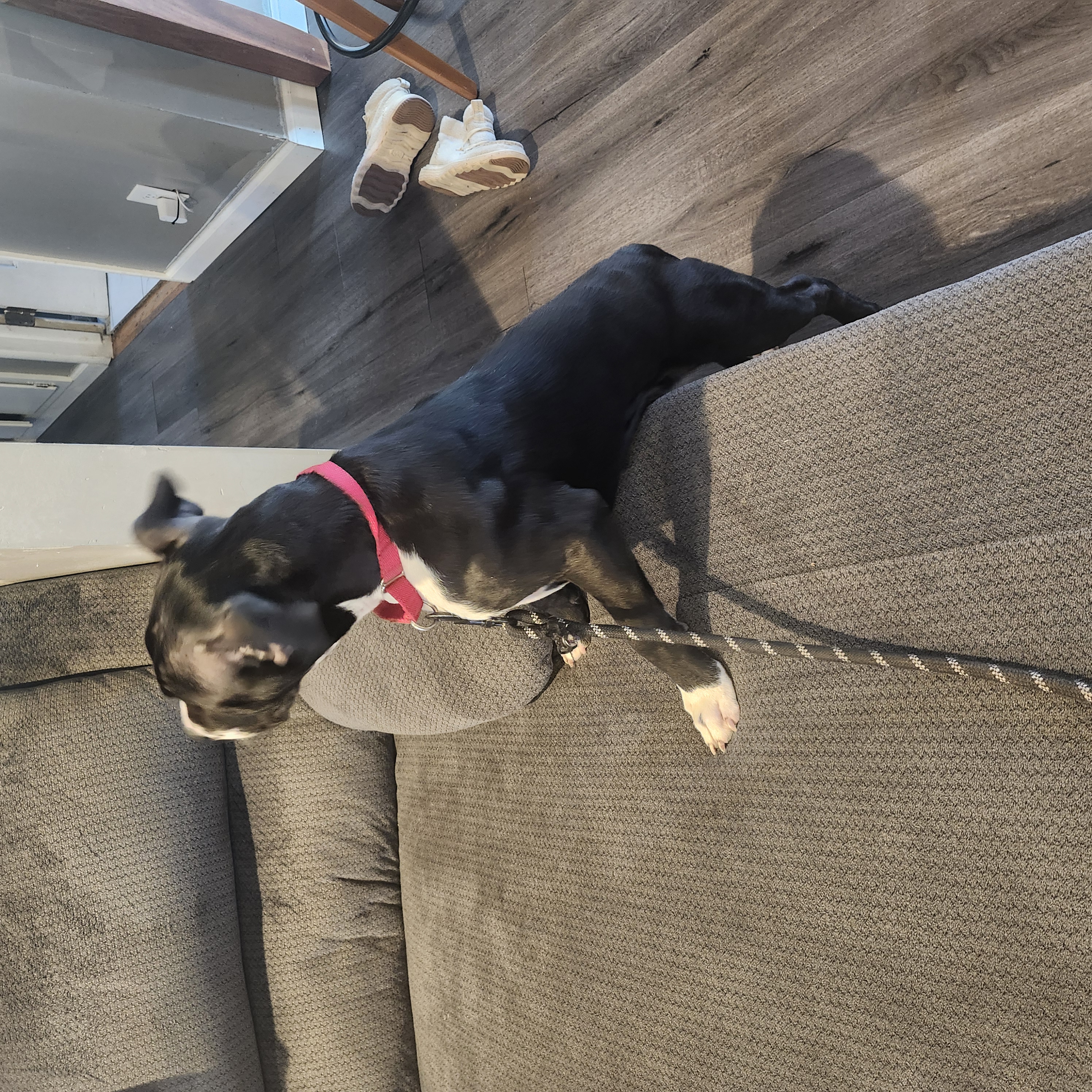 Picture of the Animal Listed