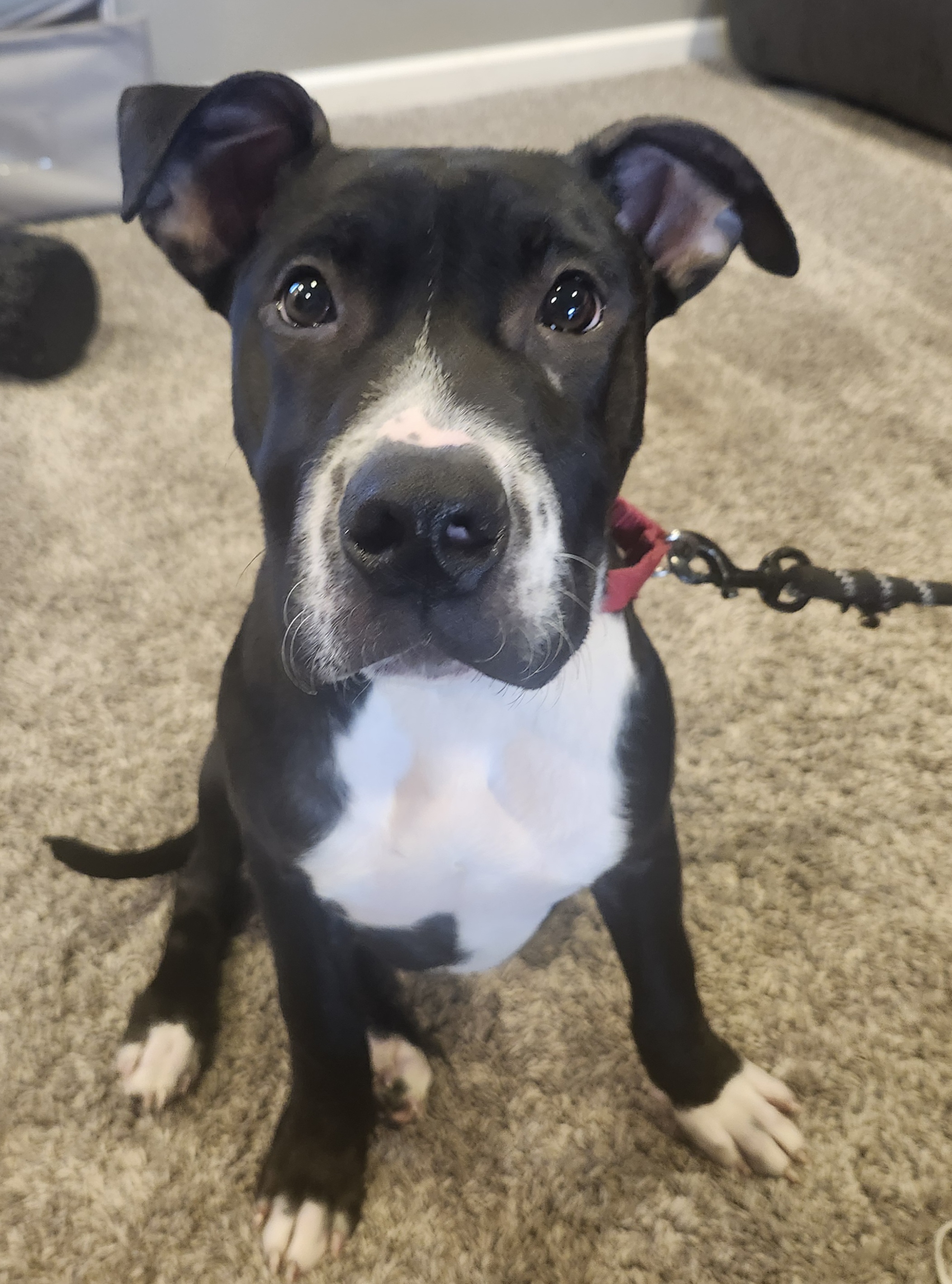 Picture of the Animal Listed