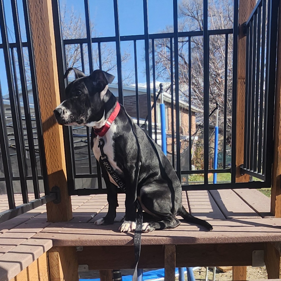 Picture of the Animal Listed