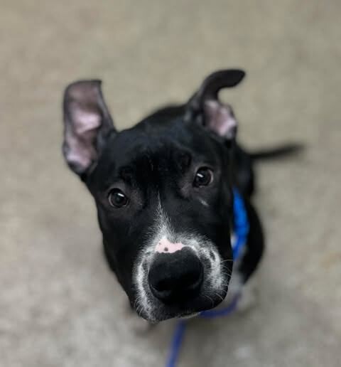 Picture of the Animal Listed