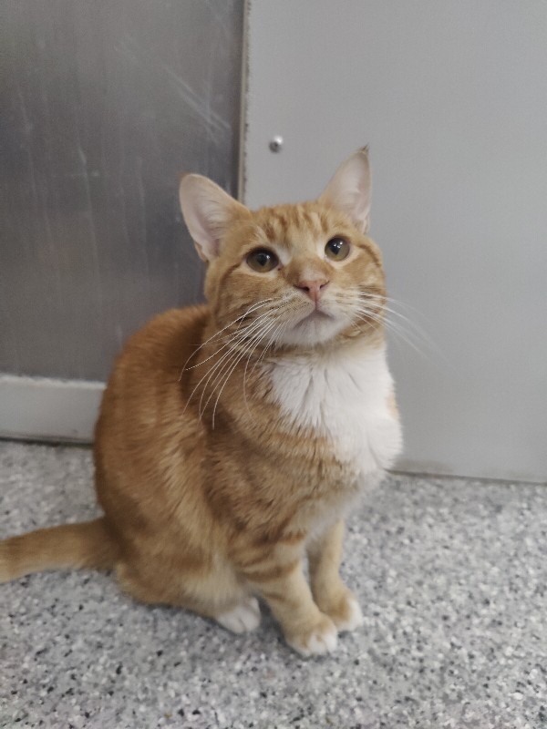 Picture of the Animal Listed