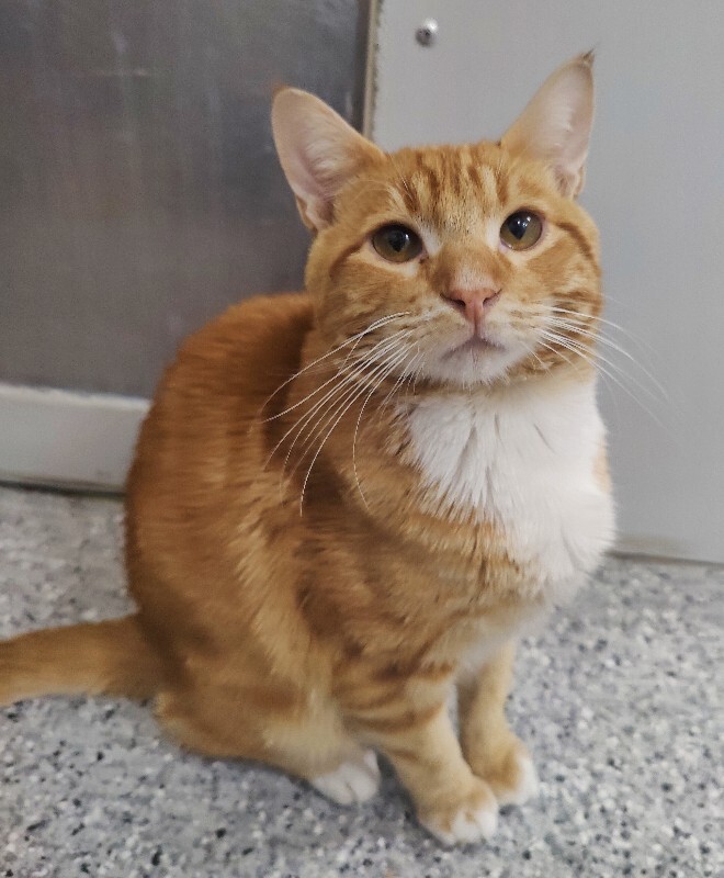 Picture of the Animal Listed