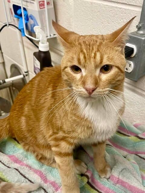 Picture of the Animal Listed