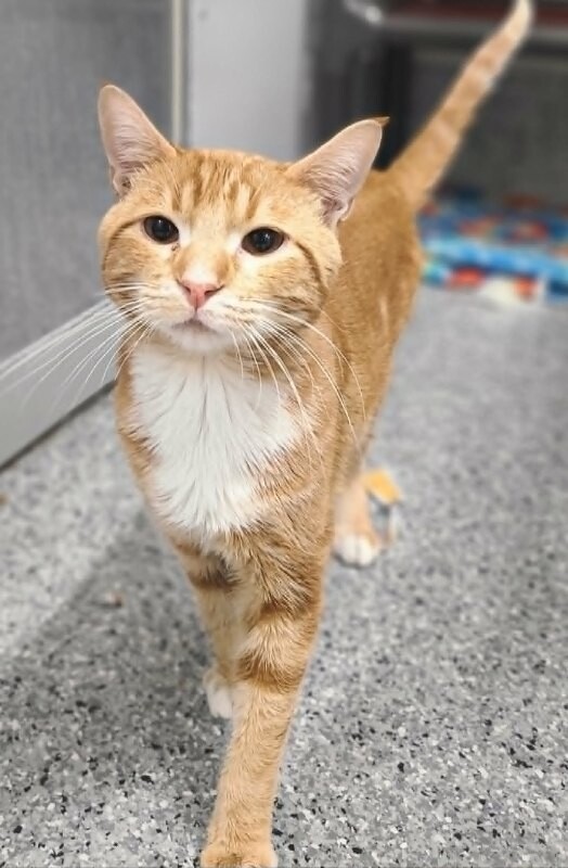 Picture of the Animal Listed