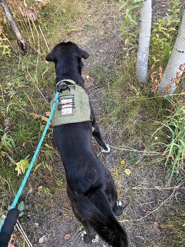 Picture of the Animal Listed