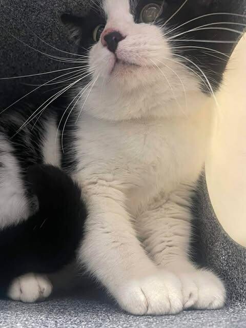 Picture of the Animal Listed