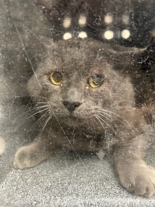 Picture of the Animal Listed