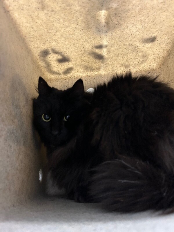 Picture of the Animal Listed