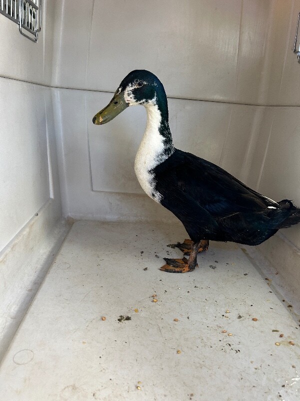 Picture of the Animal Listed