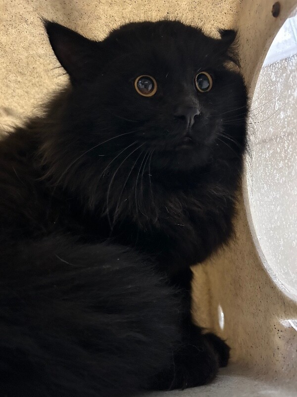 Picture of the Animal Listed