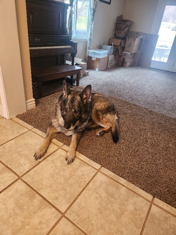 Picture of the Animal Listed