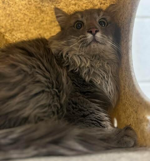 Picture of the Animal Listed