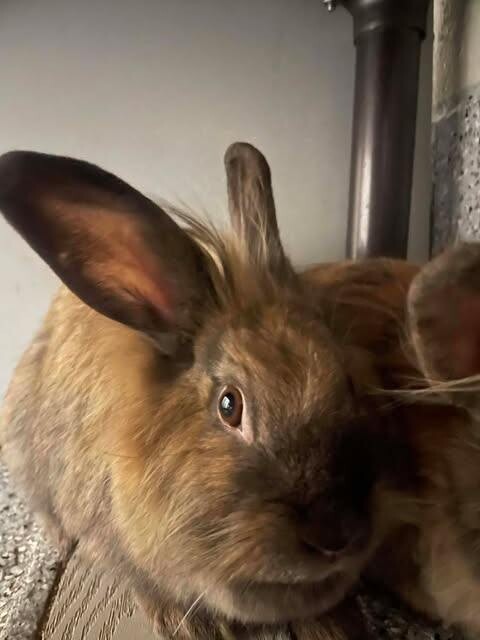 Picture of the Animal Listed