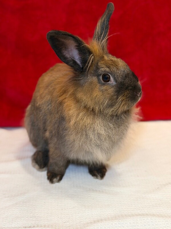 Picture of the Animal Listed