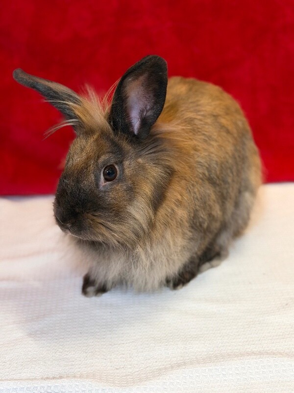 Picture of the Animal Listed