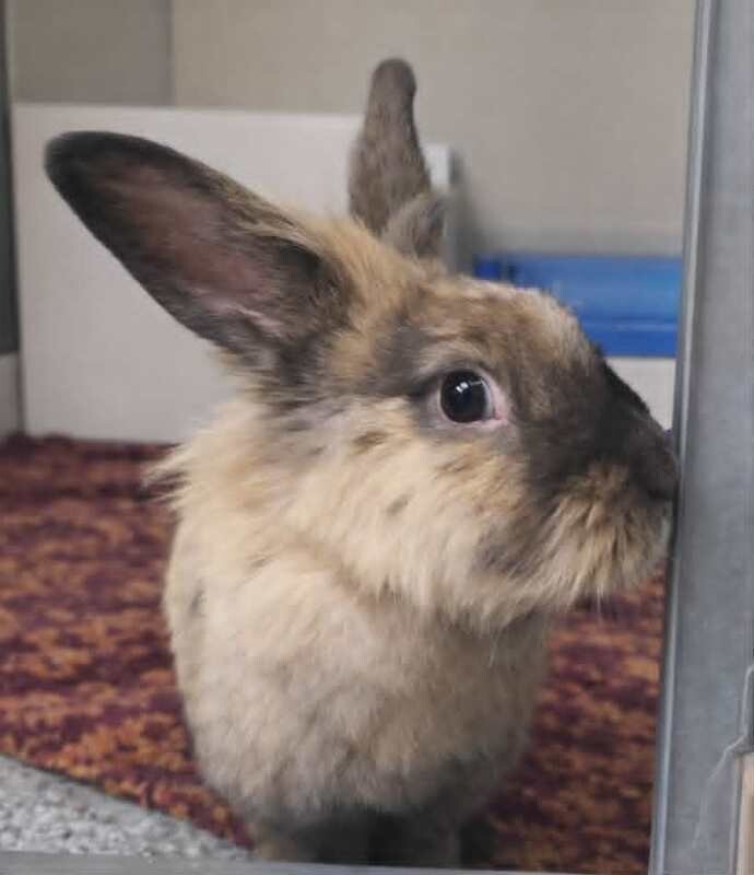 Picture of the Animal Listed