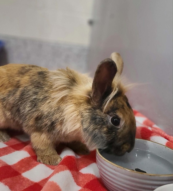 Picture of the Animal Listed