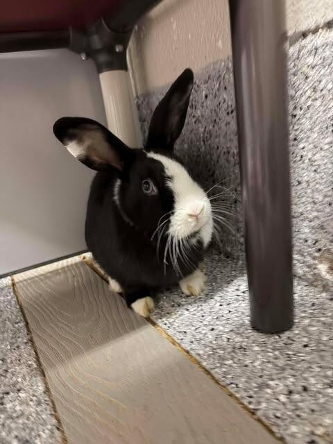 Picture of the Animal Listed