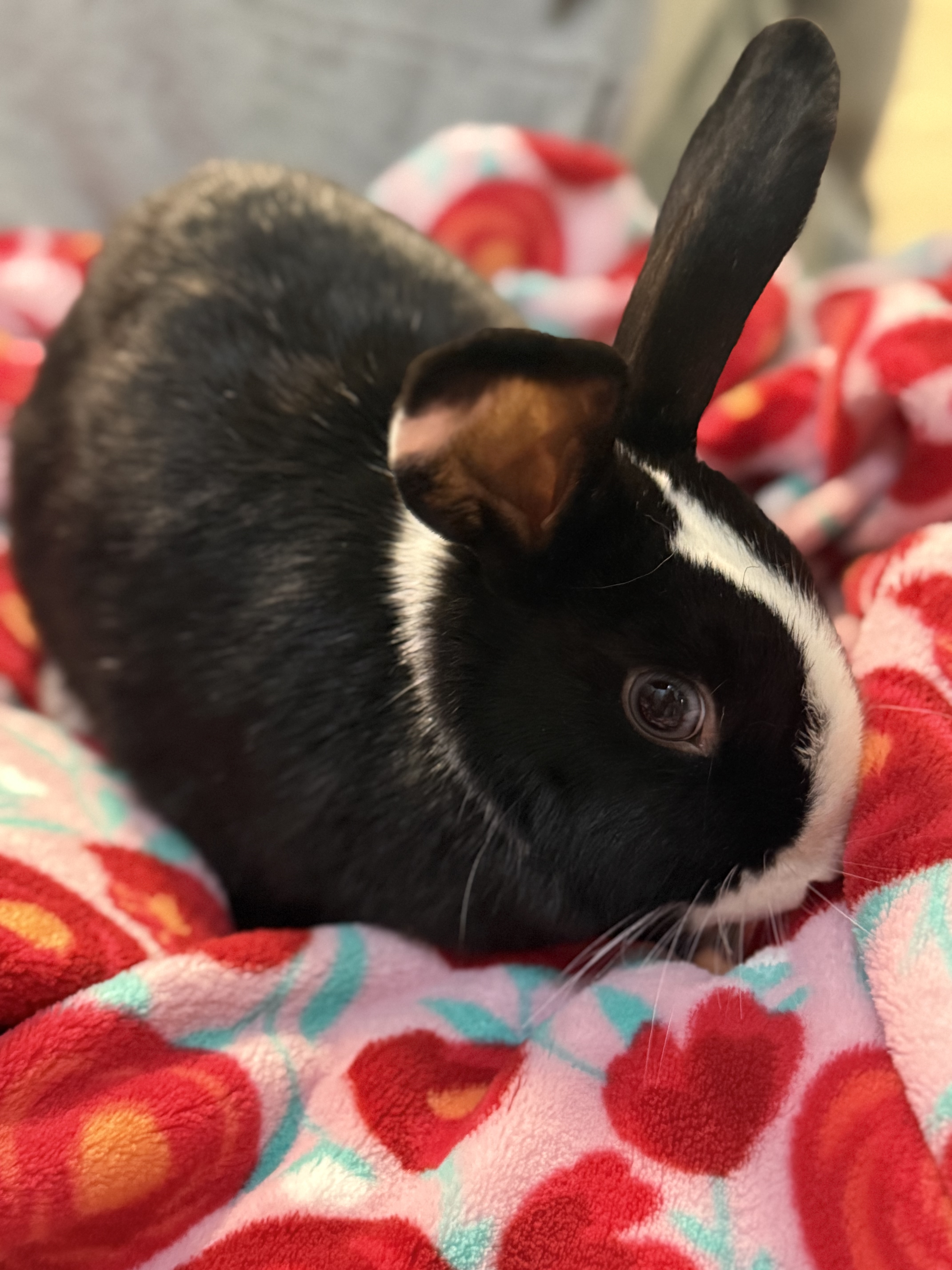 Picture of the Animal Listed