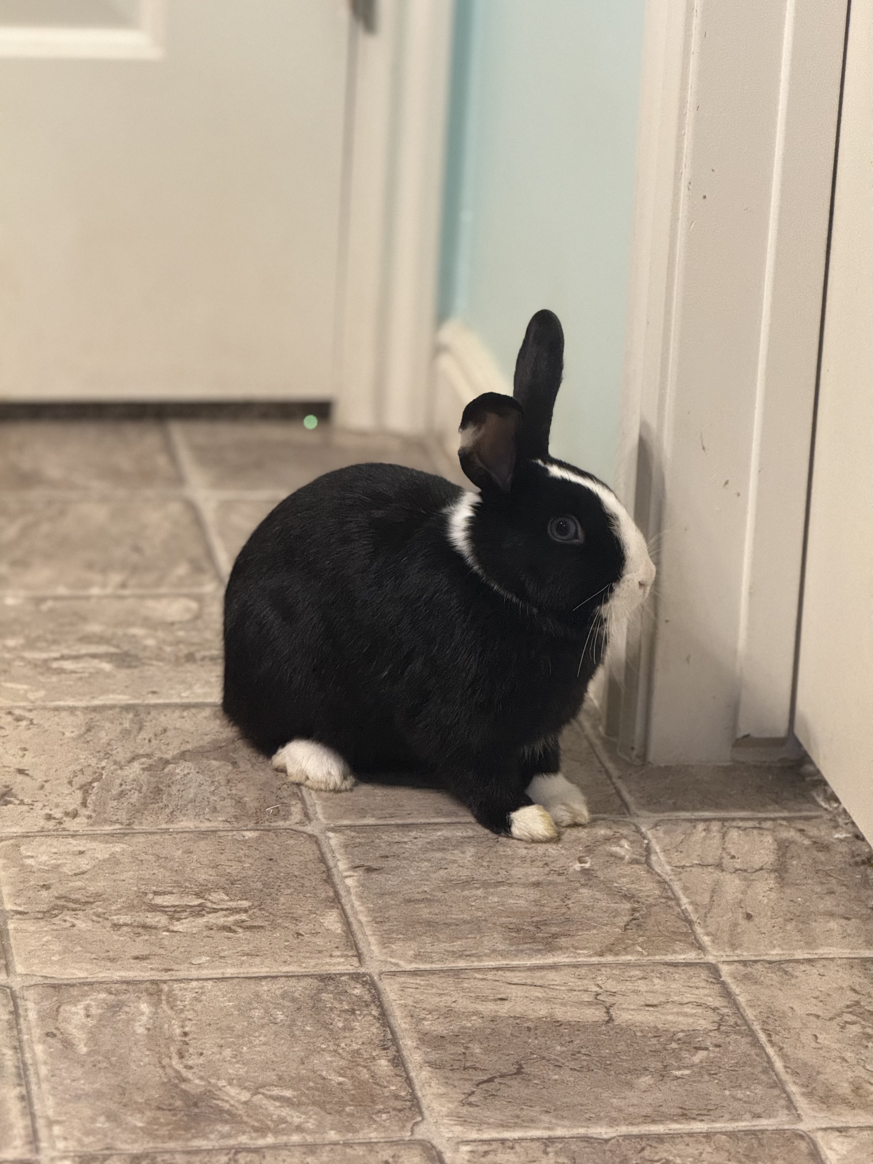 Picture of the Animal Listed