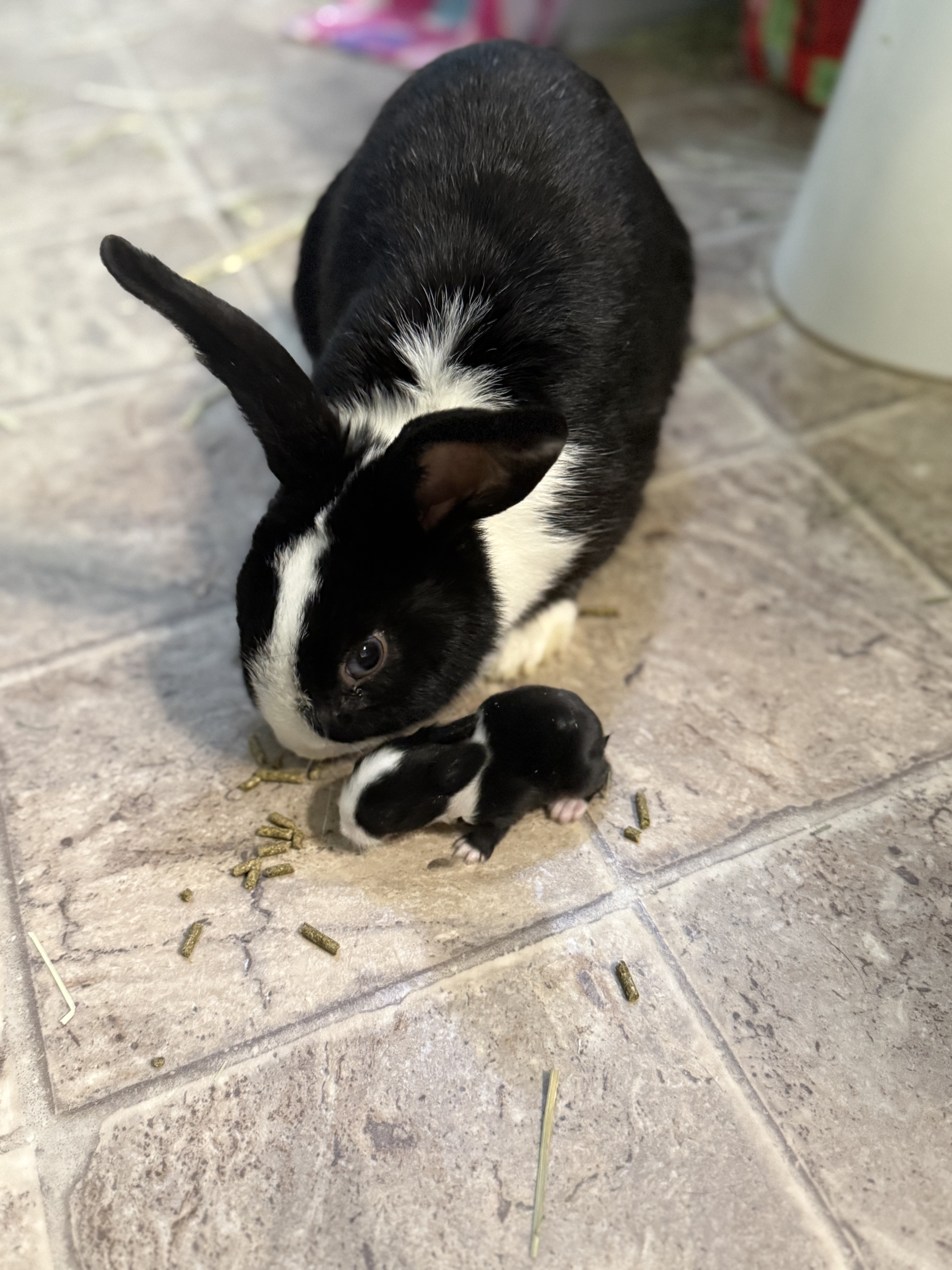 Picture of the Animal Listed