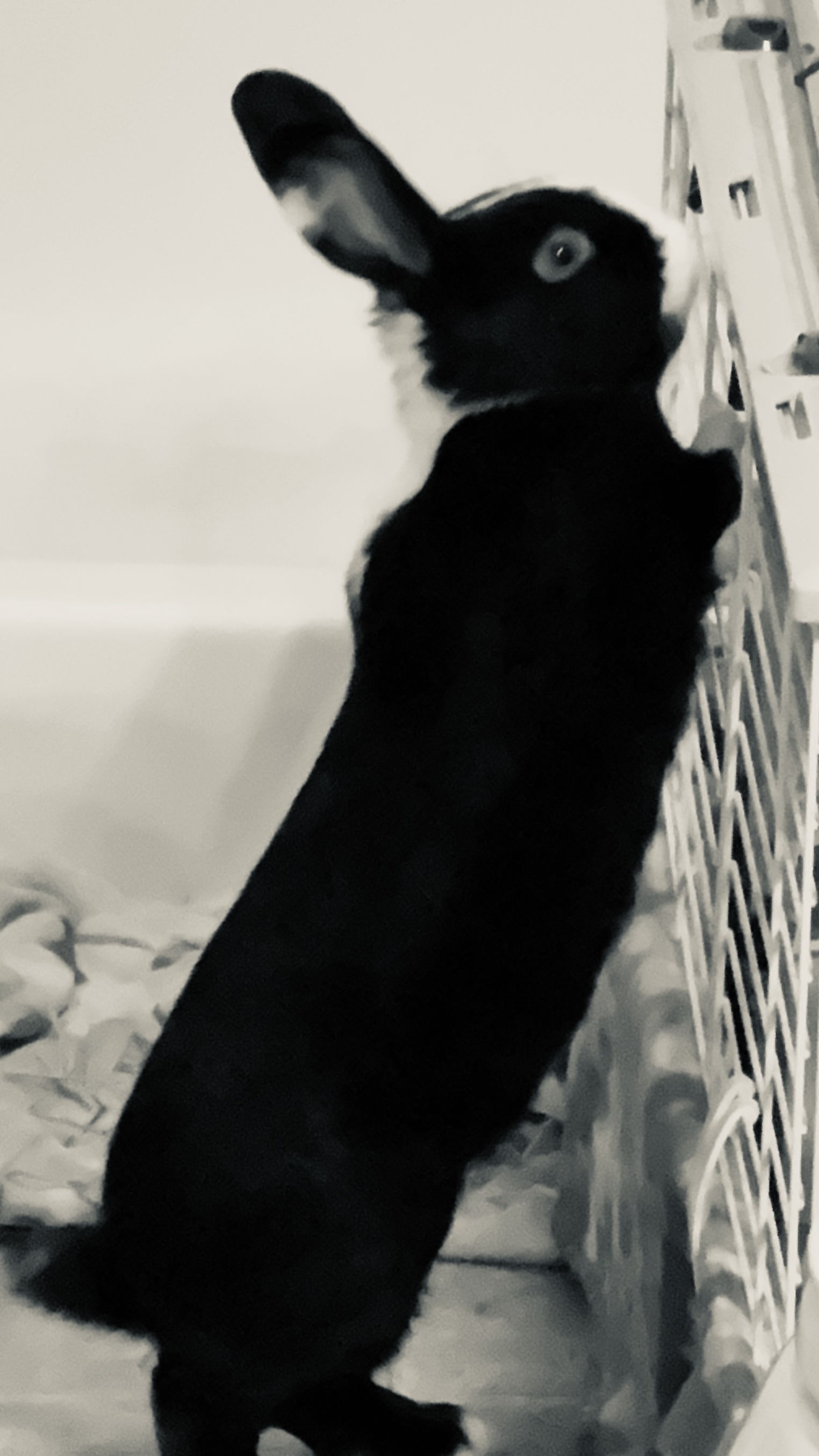 Picture of the Animal Listed