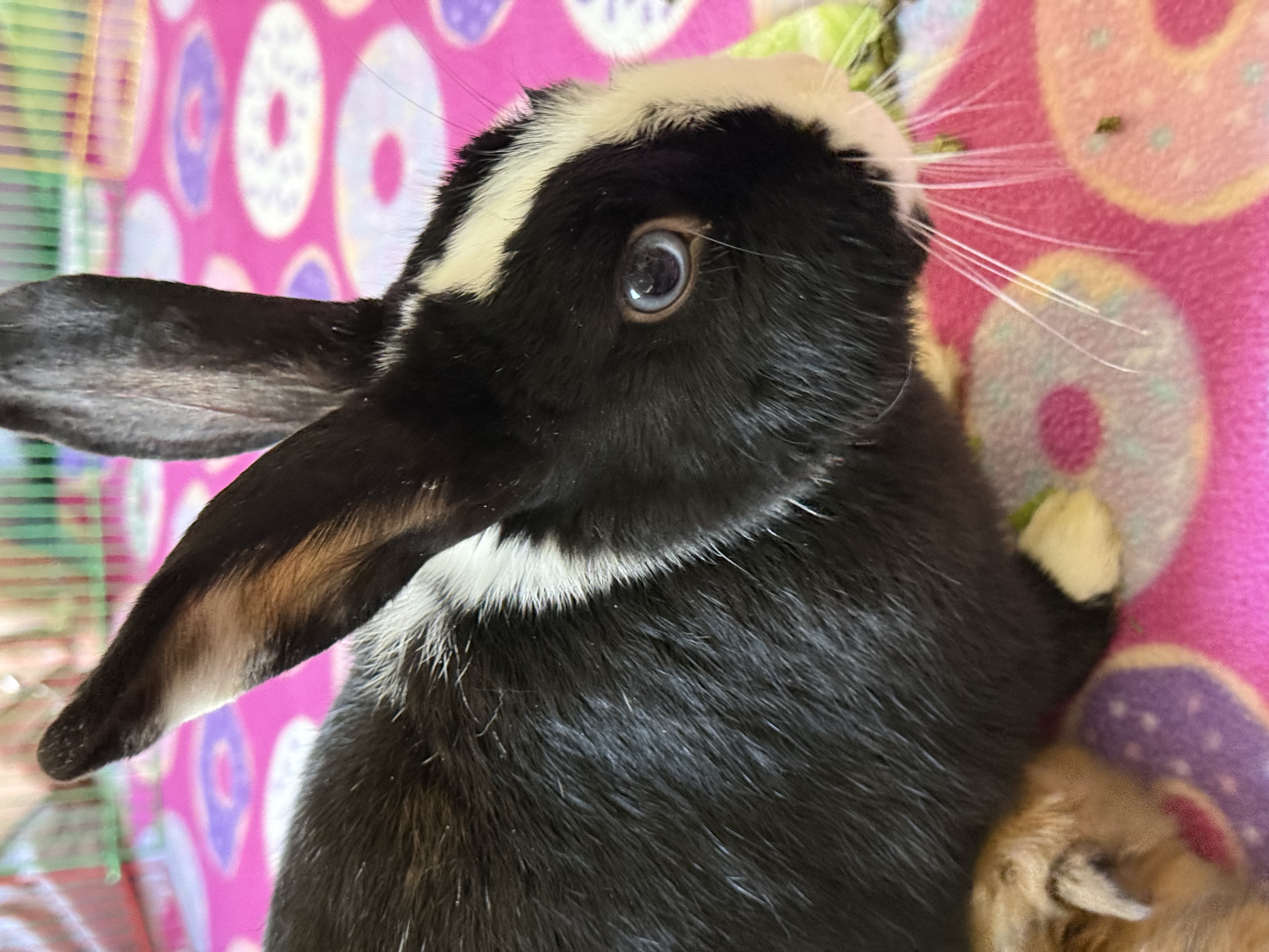 Picture of the Animal Listed