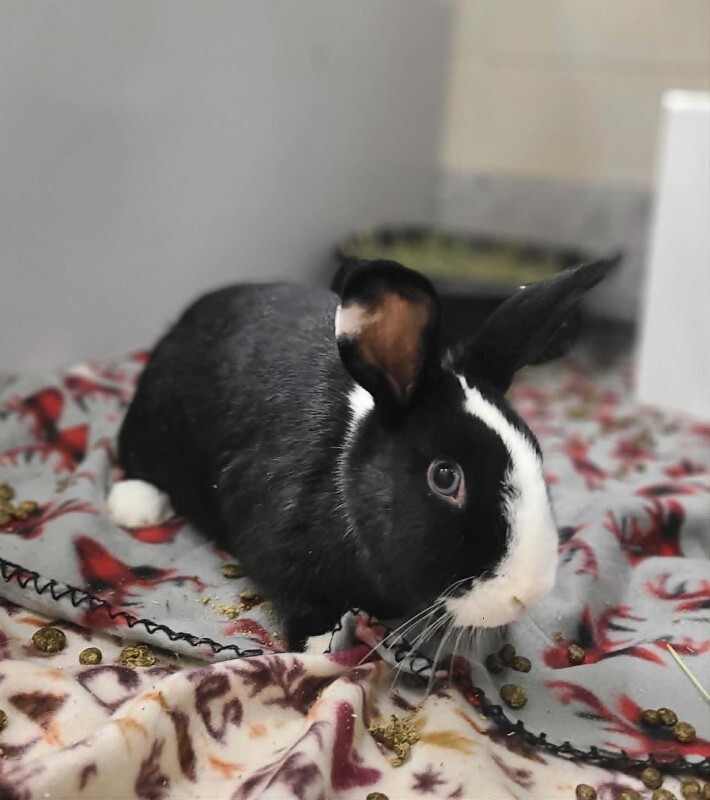 Picture of the Animal Listed