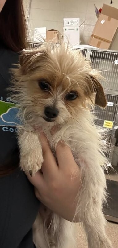 Picture of the Animal Listed