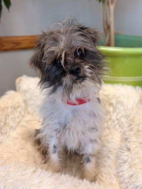 Picture of the Animal Listed