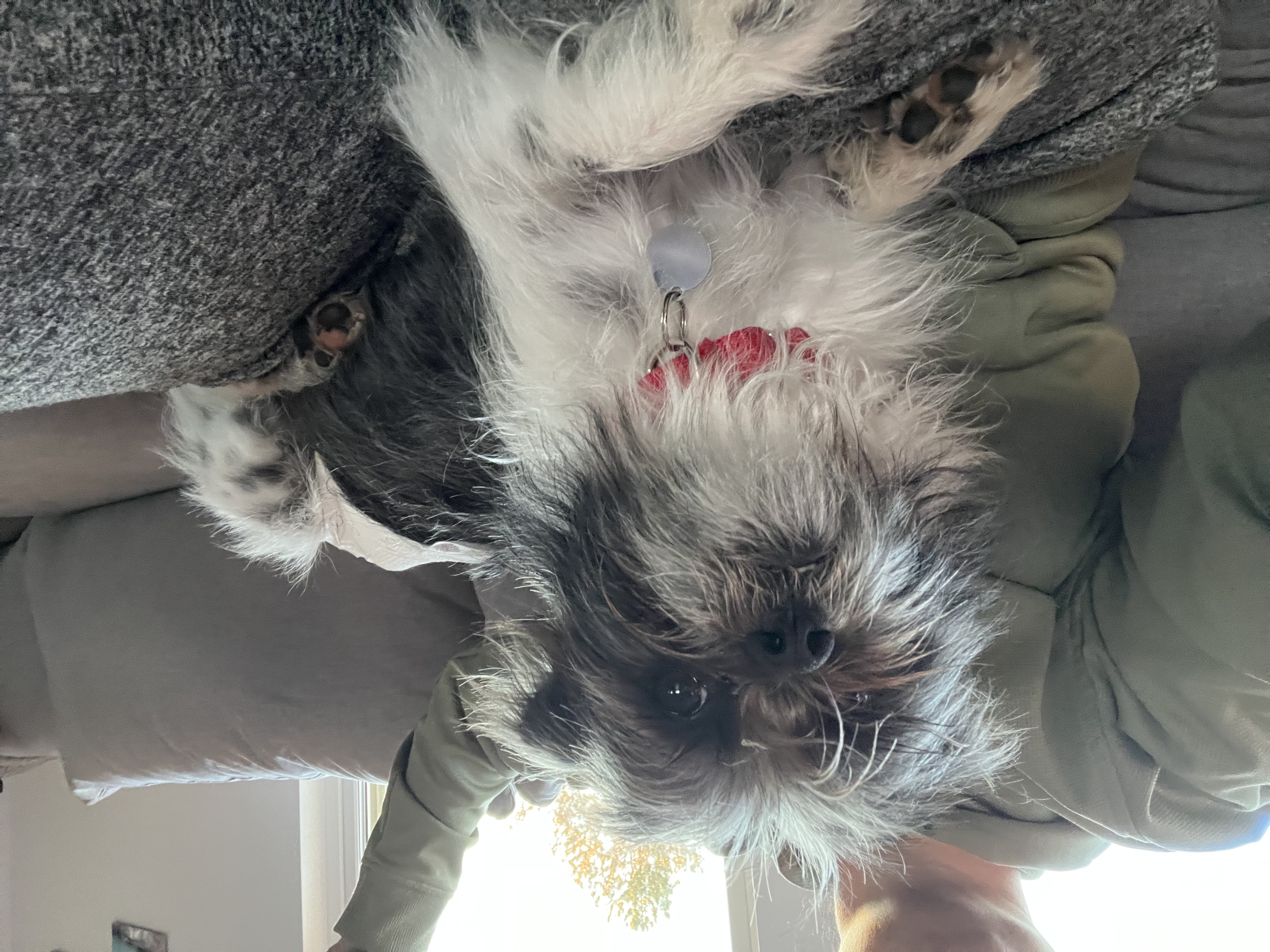 Picture of the Animal Listed