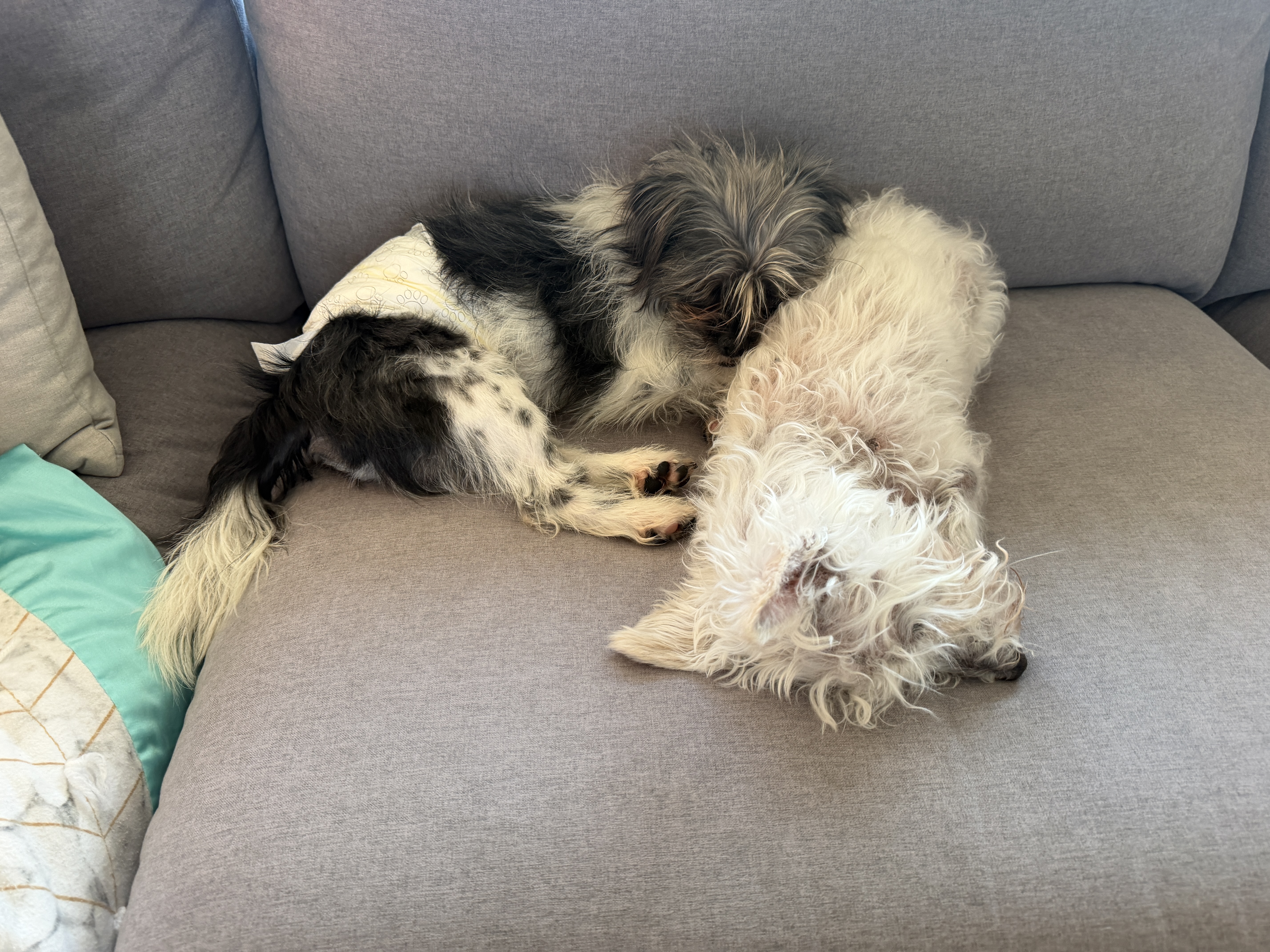 Picture of the Animal Listed