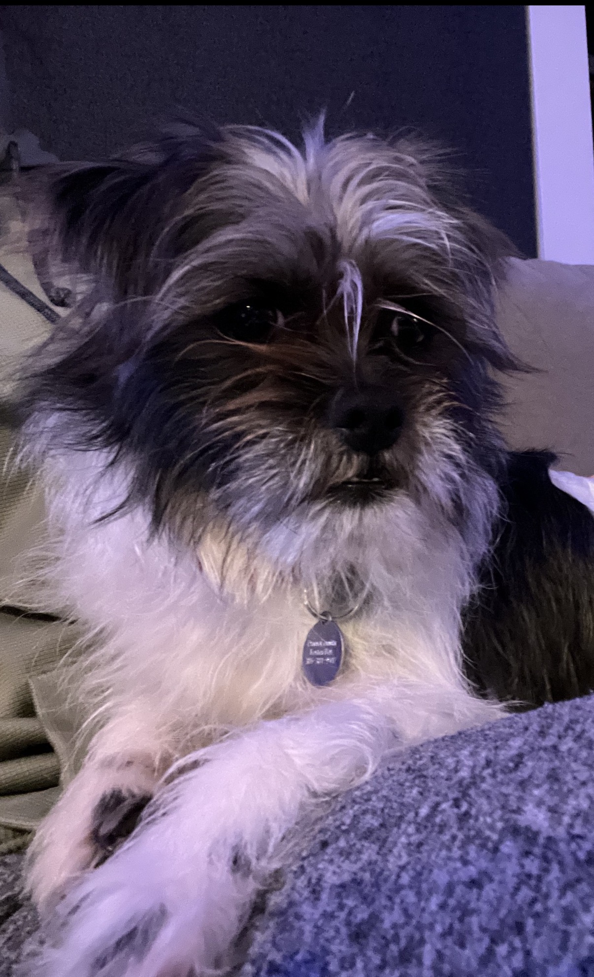 Picture of the Animal Listed