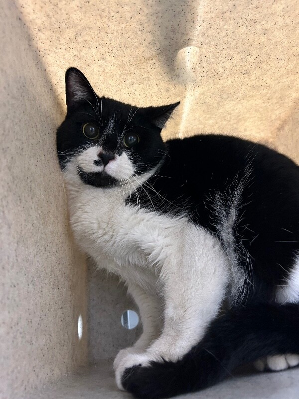 Picture of the Animal Listed