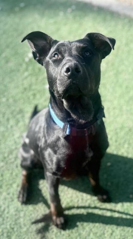 Picture of the Animal Listed