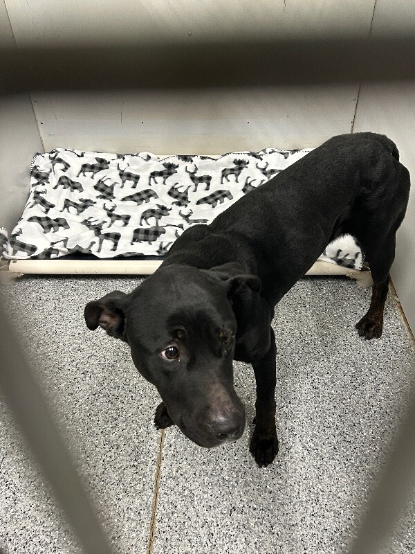 Picture of the Animal Listed