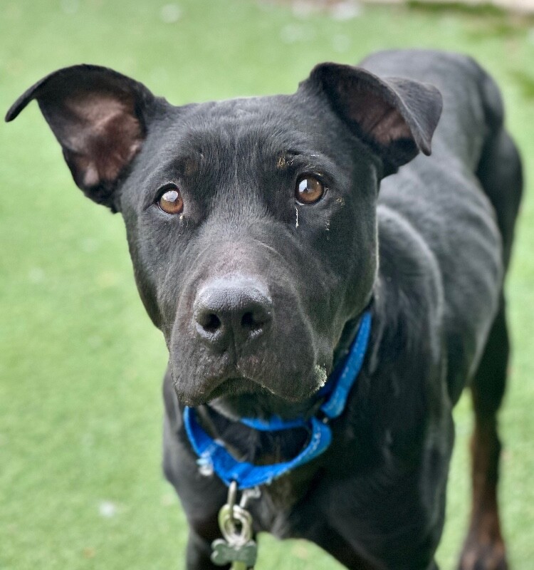 Picture of the Animal Listed