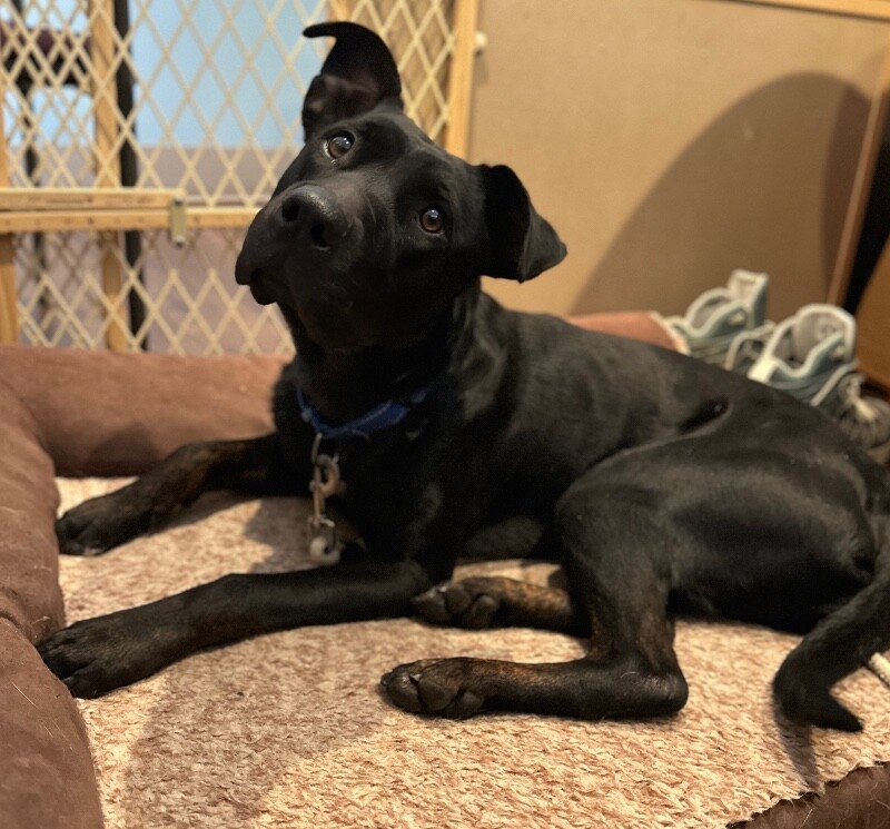 Picture of the Animal Listed