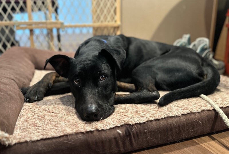 Picture of the Animal Listed