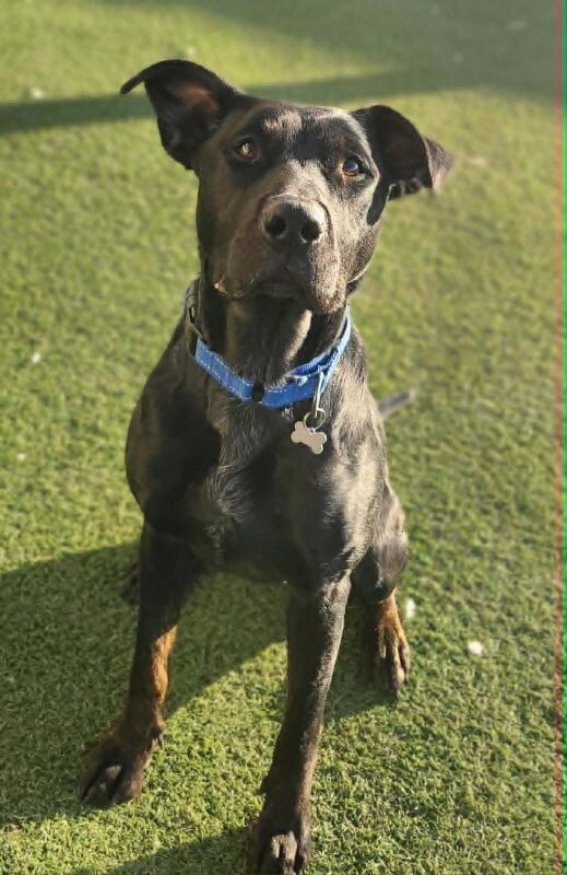 Picture of the Animal Listed