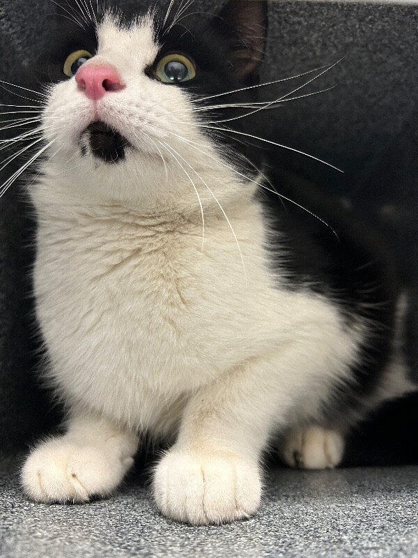 Picture of the Animal Listed