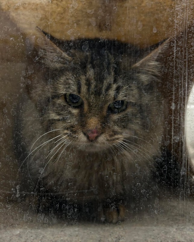 Picture of the Animal Listed