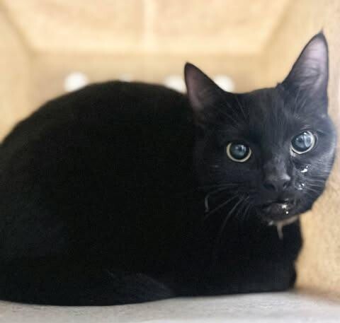 Picture of the Animal Listed