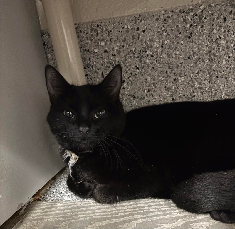 Picture of the Animal Listed