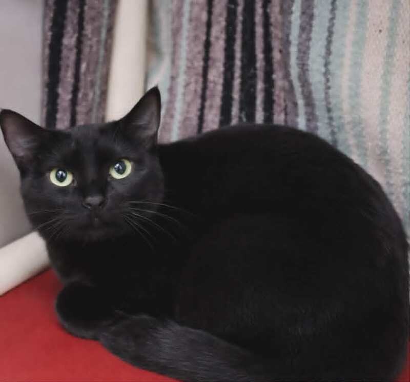 Picture of the Animal Listed