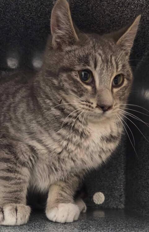 Picture of the Animal Listed