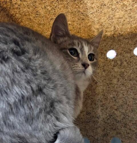 Picture of the Animal Listed