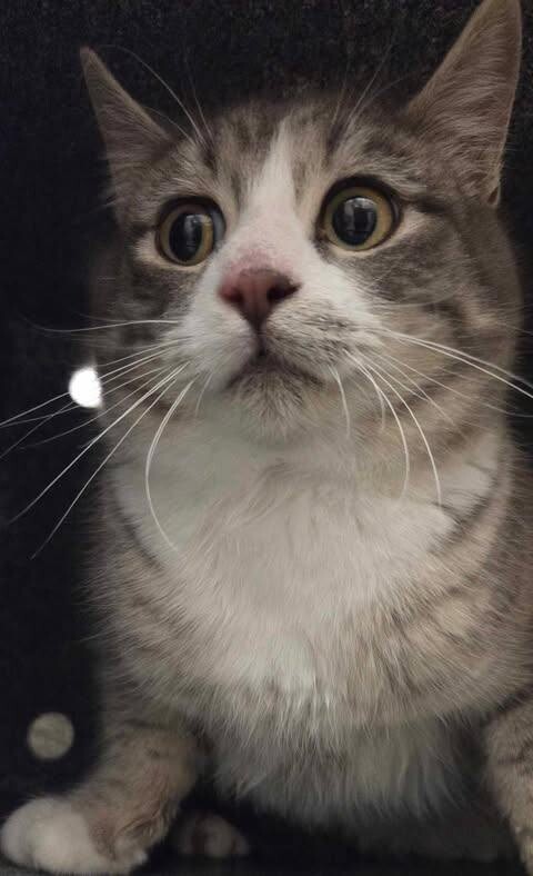 Picture of the Animal Listed