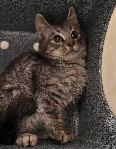 Picture of the Animal Listed