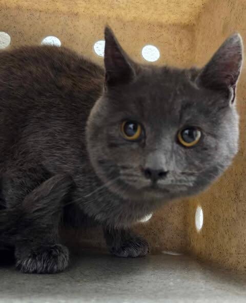 Picture of the Animal Listed